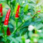 red chili peppers and green chili peppers with blurry green leaf and white flowers, raw materials for cooking to be spicy or Thai food, the concept of fresh and spicy for food ingredients.