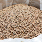 Raw lentils in bulk (sale of legumes)