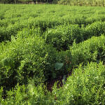 Rows of lentil plants (Lens culinaris). Vegetable garden