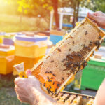 Open hive with bees drew nice straight comb on this foundation-less frame . light comb was used for honey storage. Brace comb is one of the many types of comb, bridge comb, cross comb,