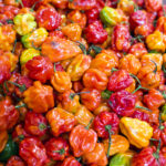 Many red yellow orange habanero peppers background